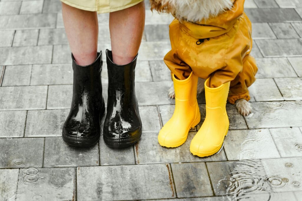Close-up of black and yellow rain boots for a person and a dog on rainy pavements.
